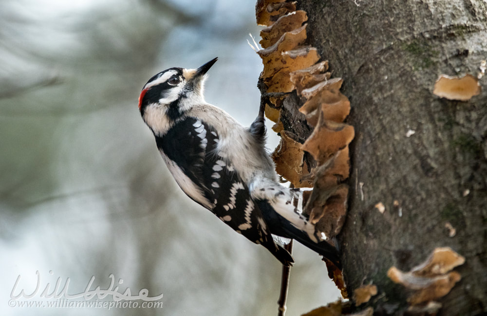 Downy Woodpecker bird pecking tree  Picture