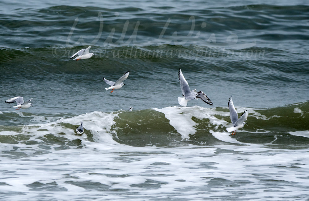 Flock of Bonaparte`s Gulls jumping over Myrtle Beach waves Picture