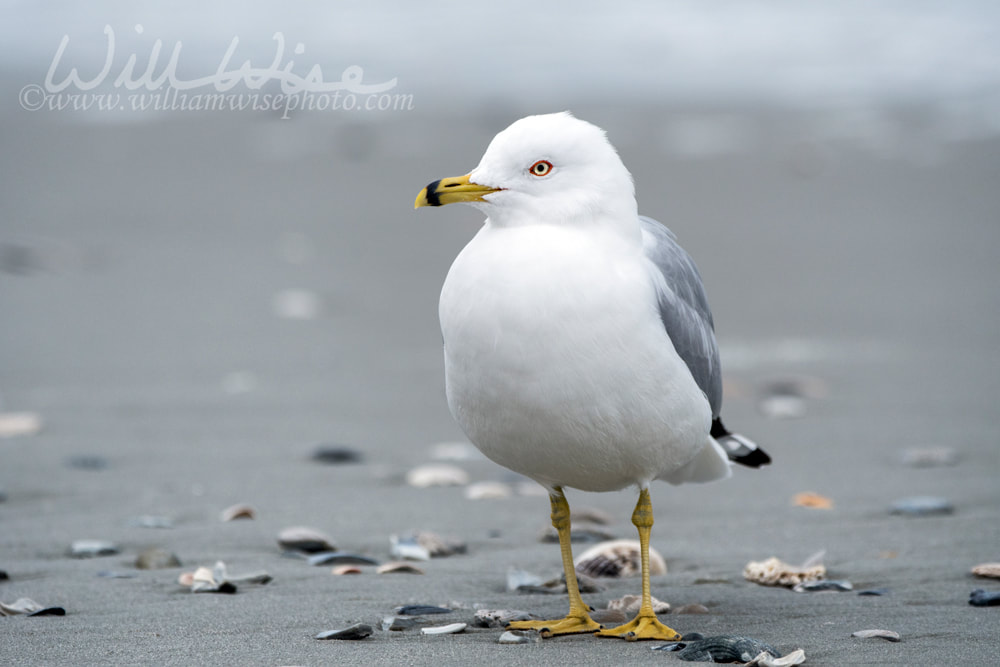 	Ring Billed Gull on Myrtle Beach seashore Picture