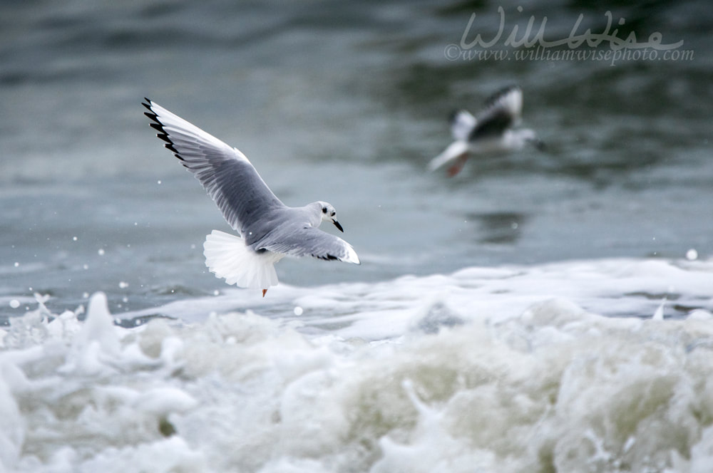 Bonaparte`s Gull frolicking in Atlantic Ocean surf Myrtle Beach Picture