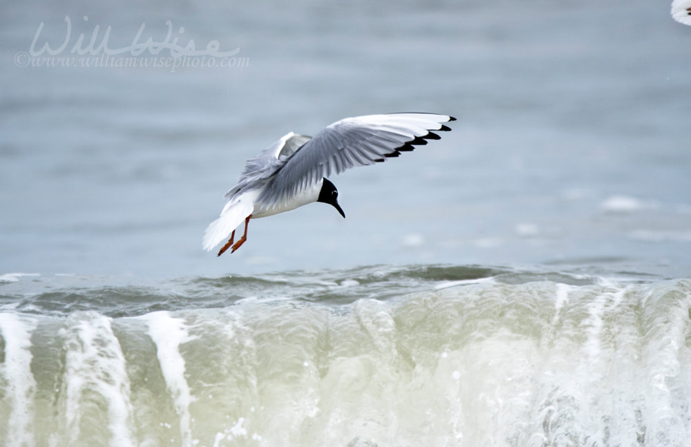 Male Bonaparte`s Gulls flying over Atlantic ocean waves Picture