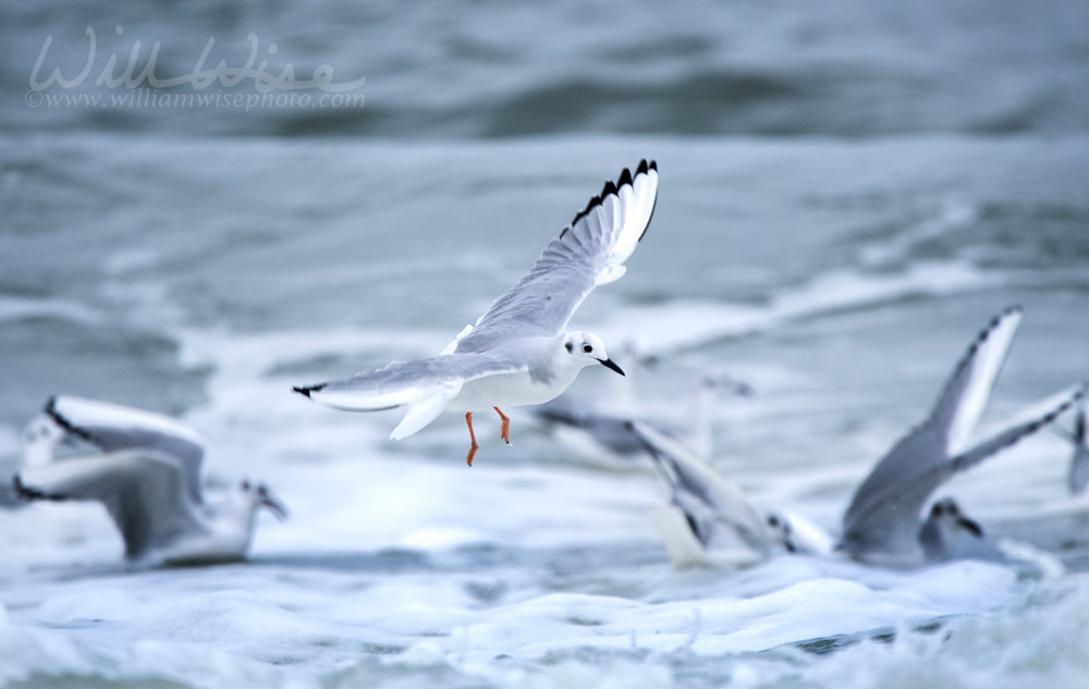 	Bonaparte`s Gulls frolicking in Atlantic Ocean waves Picture