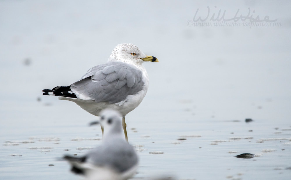 Ring Billed Gull on Myrtle Beach seashore Picture