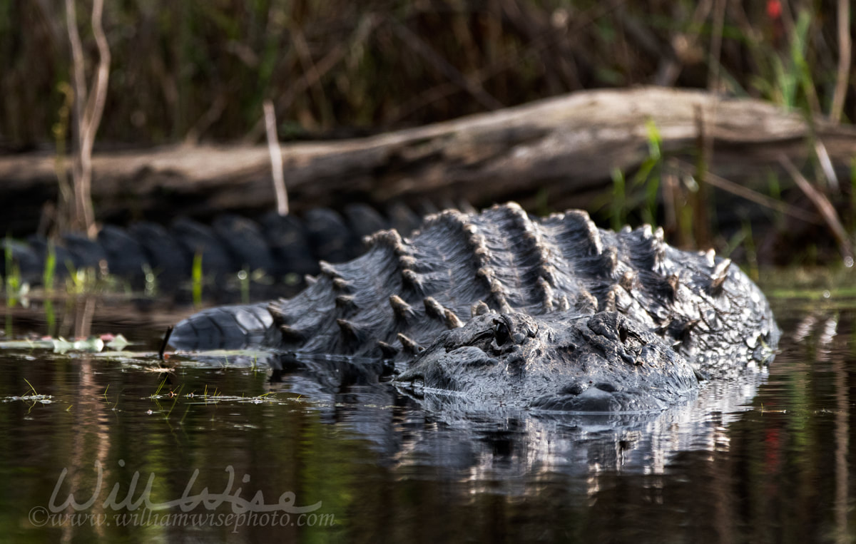 Large Alligator Picture