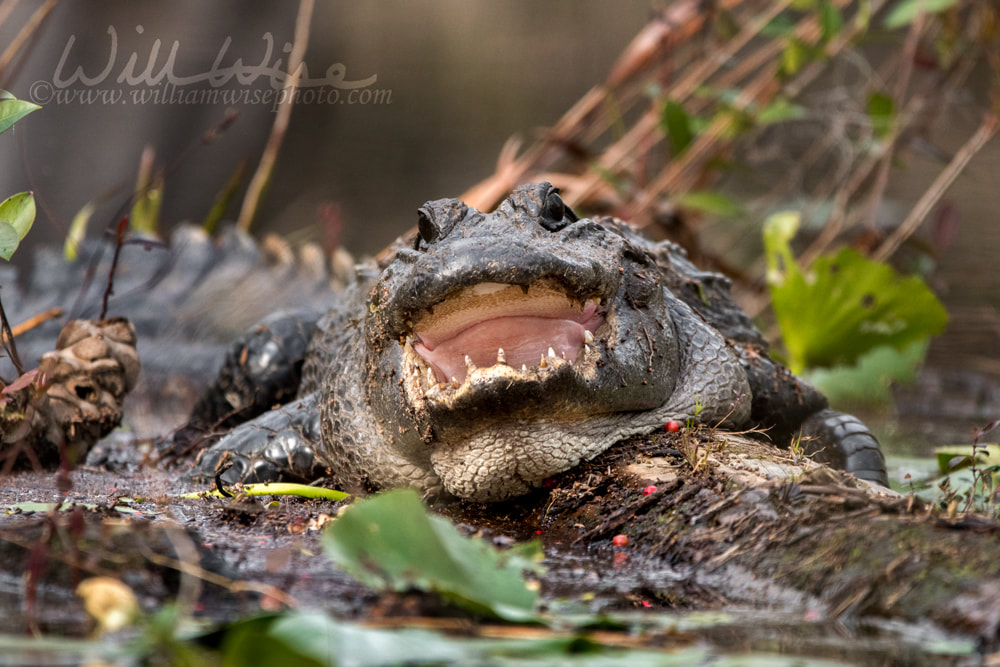 Large alligator showing teeth Picture