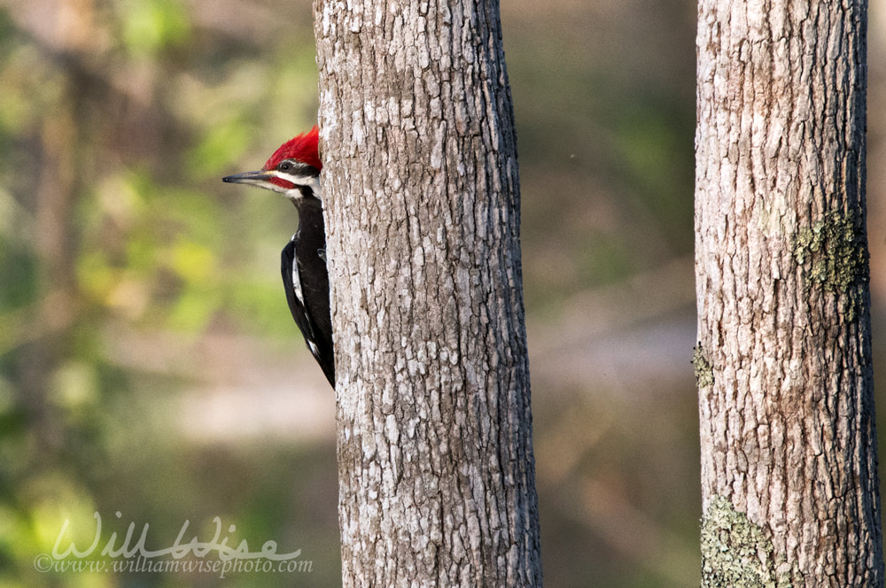 Pileated Woodpecker Okefenokee Swamp Birding Picture