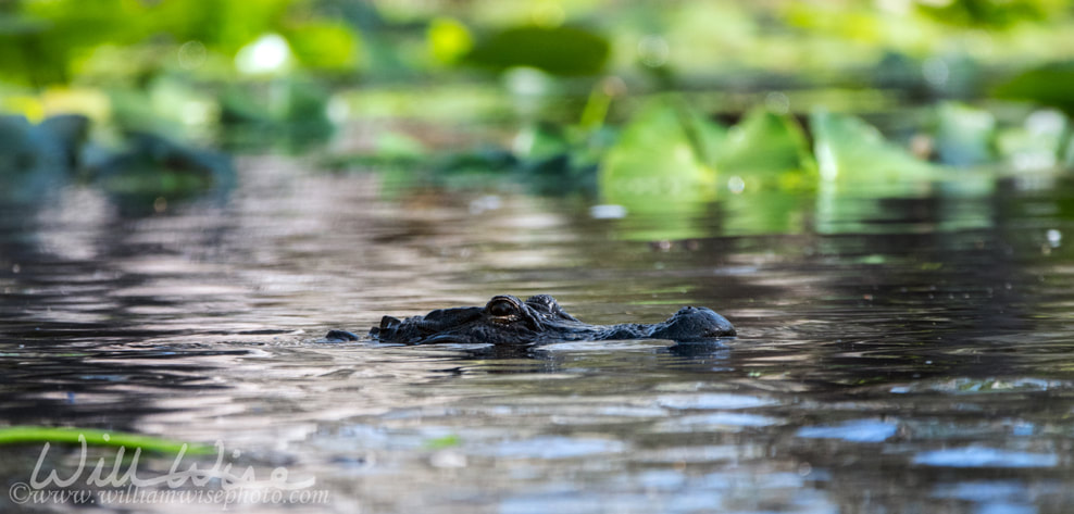 Alligator swimming by lily pads in the Okefenokee Swamp Picture