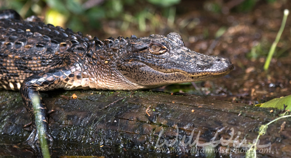 Baby Alligator close up Picture