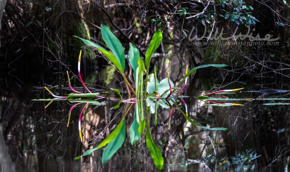 Golden Club Orontium swamp plant Okefenokee Picture