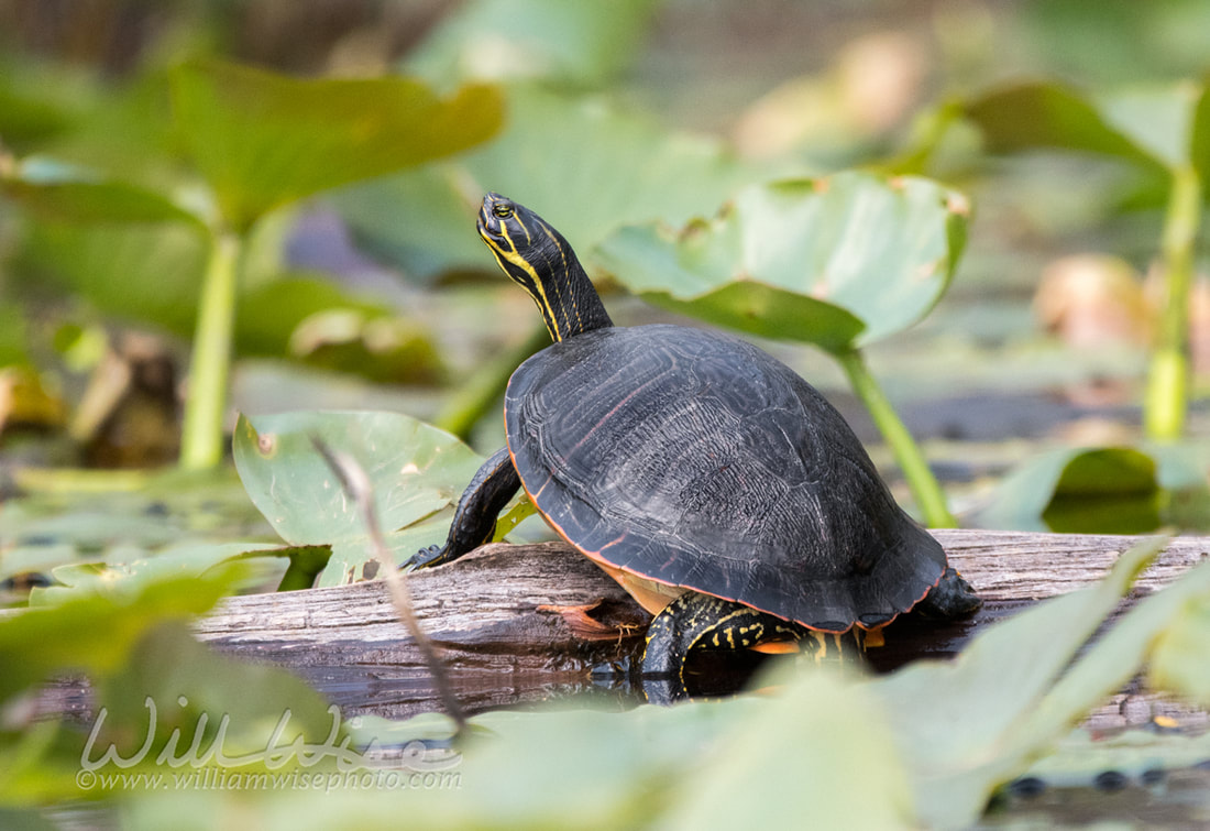 Florida Coastal Plain Cooter Turtle in Okefenokee Swamp Picture