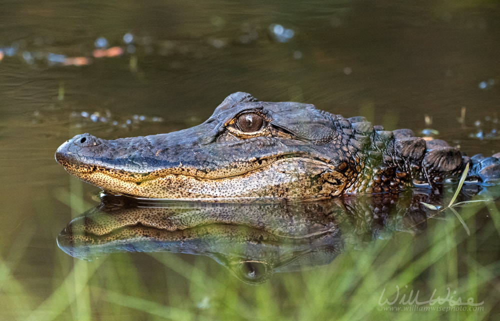 Juvenile American Alligator close up profile Picture