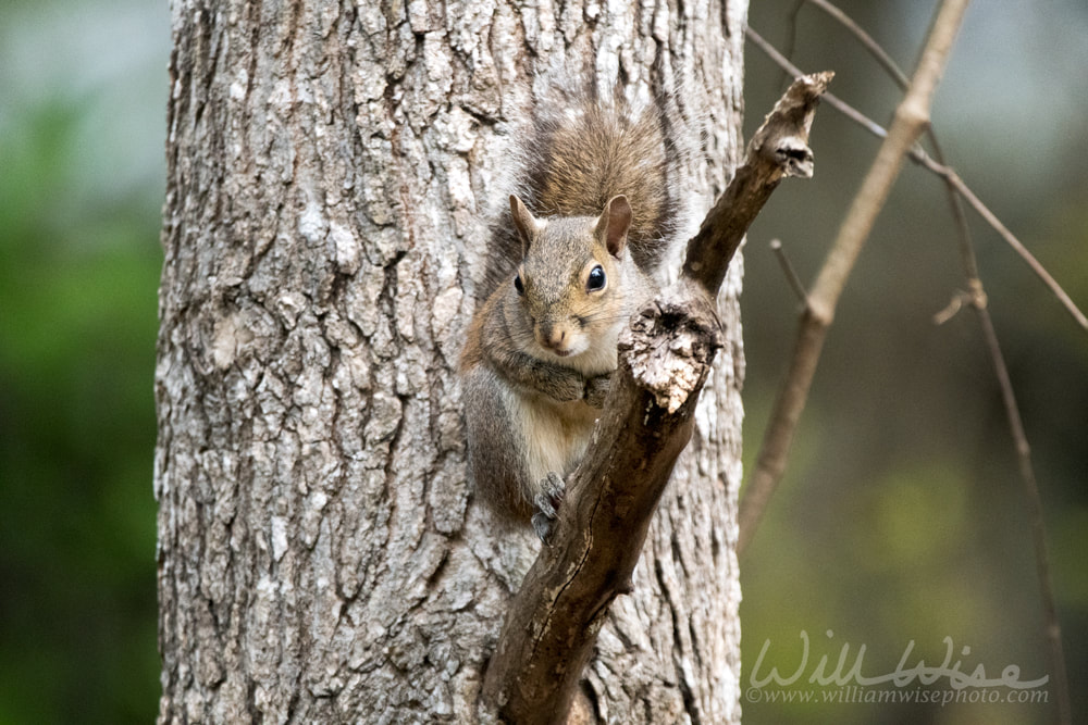 Eastern Grey Squirrel Okefenokee National Wildlife Refuge Picture