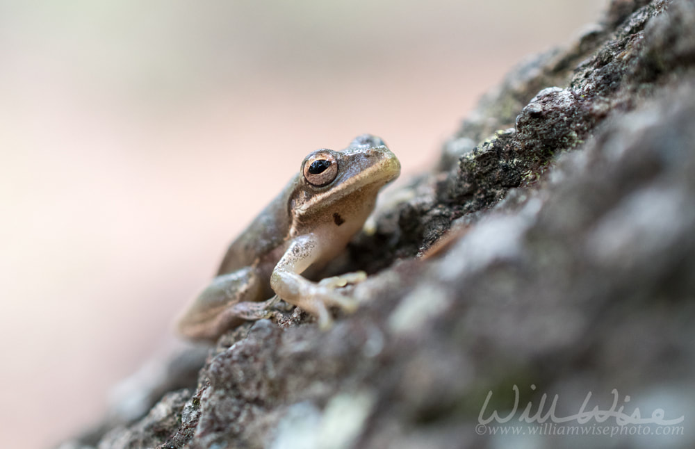 Squirrel Tree Frog Picture