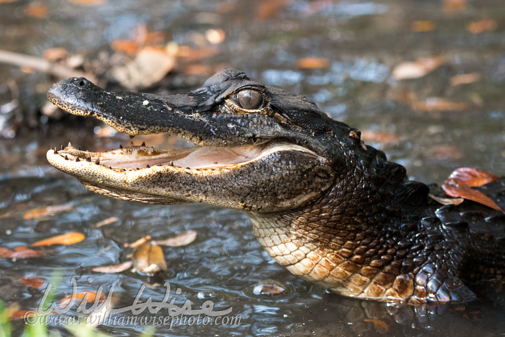 Juvenile Alligator with mouth open showing teeth Picture