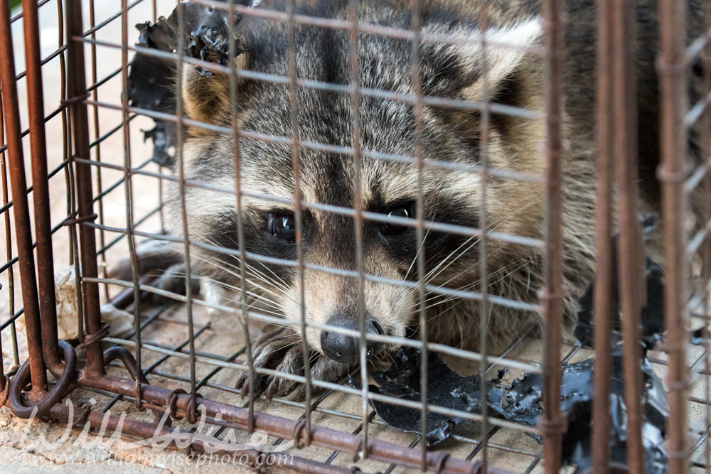 Trapped Nuisance Raccoon Picture