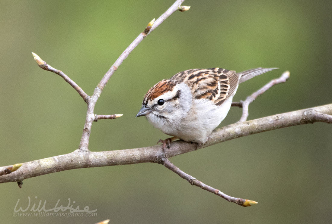 Chipping Sparrow Picture