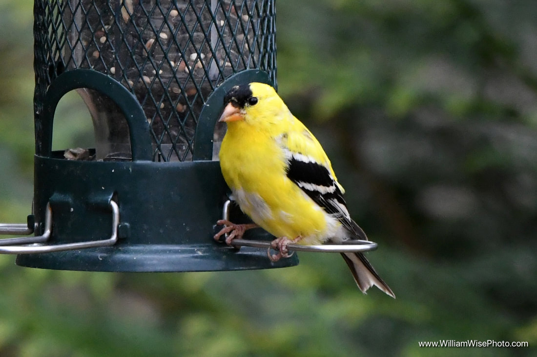 American Goldfinch Picture