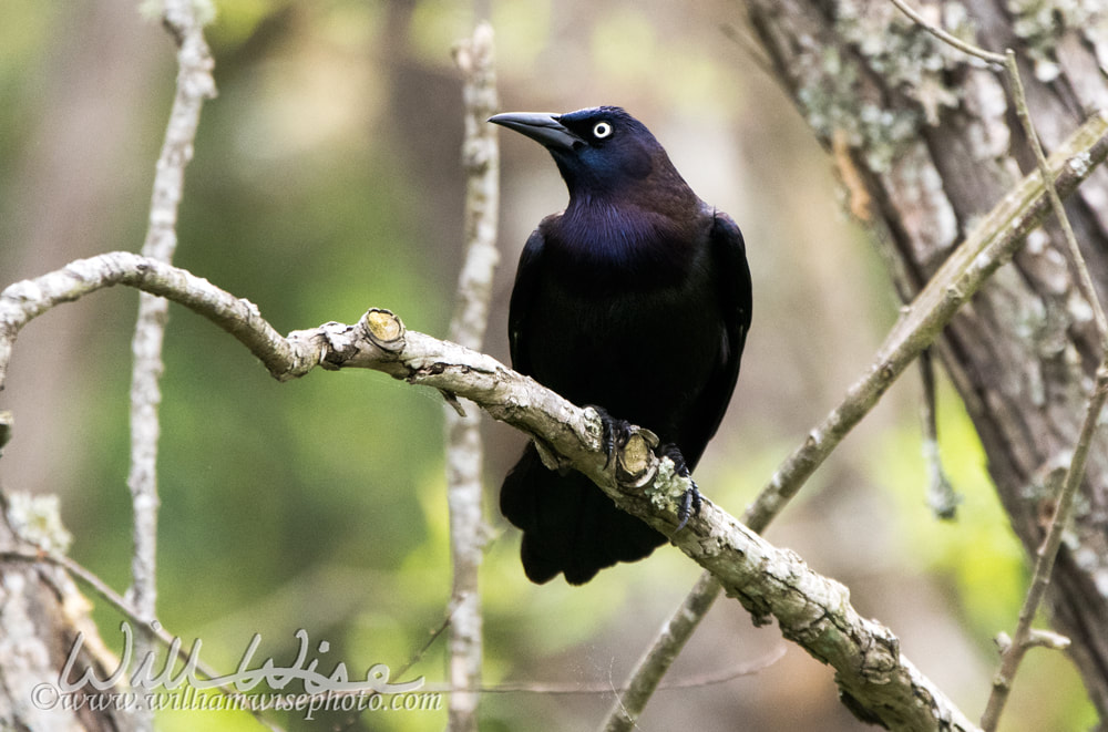 Common Grackle Picture