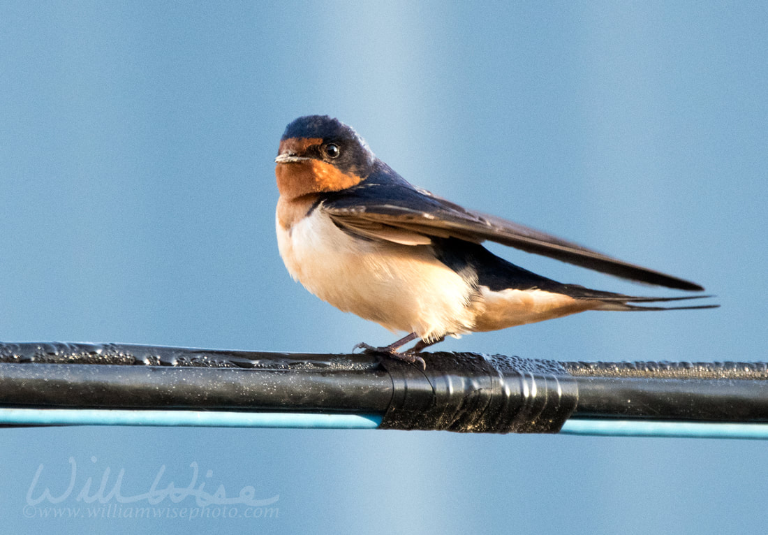 Barn Swallow Picture