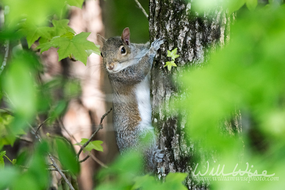 Eastern Gray Squirrel on a Sweetgum tree in Georgia Picture