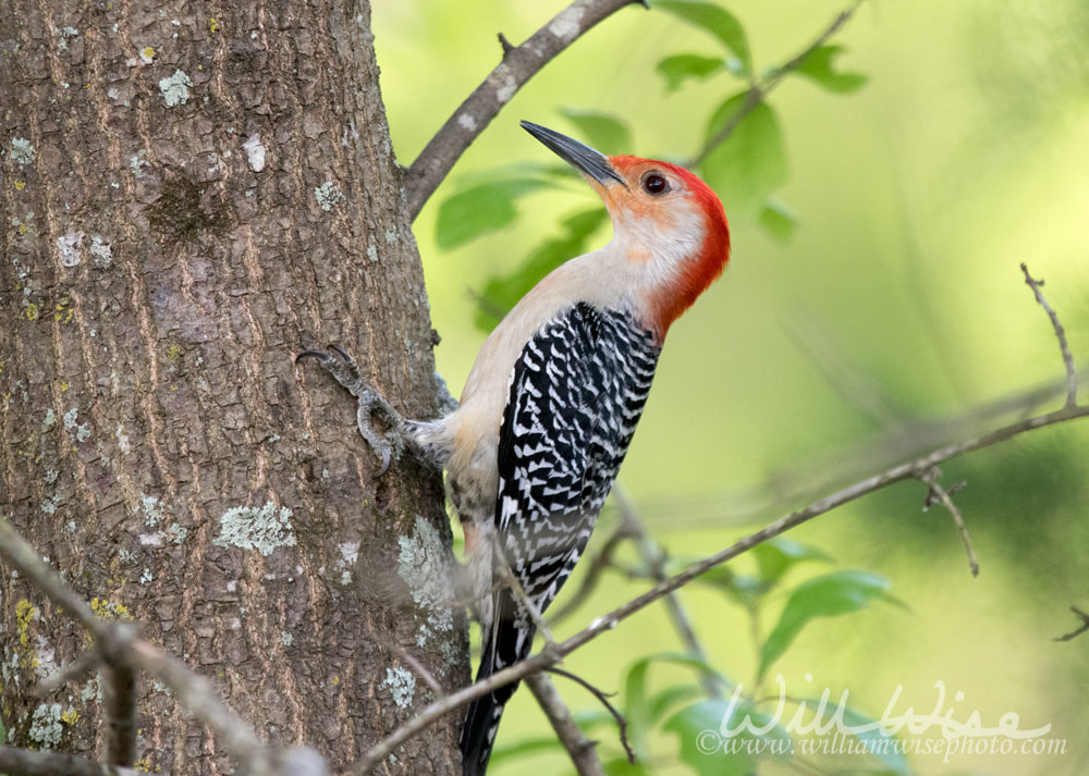 Red bellied woodpecker Picture