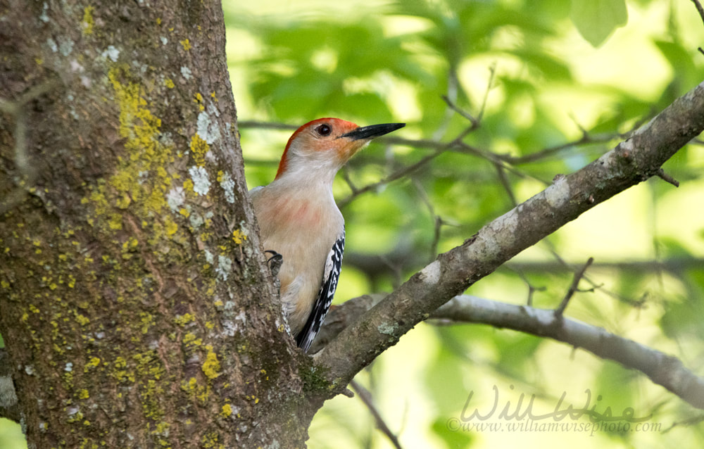 Red bellied woodpecker Picture