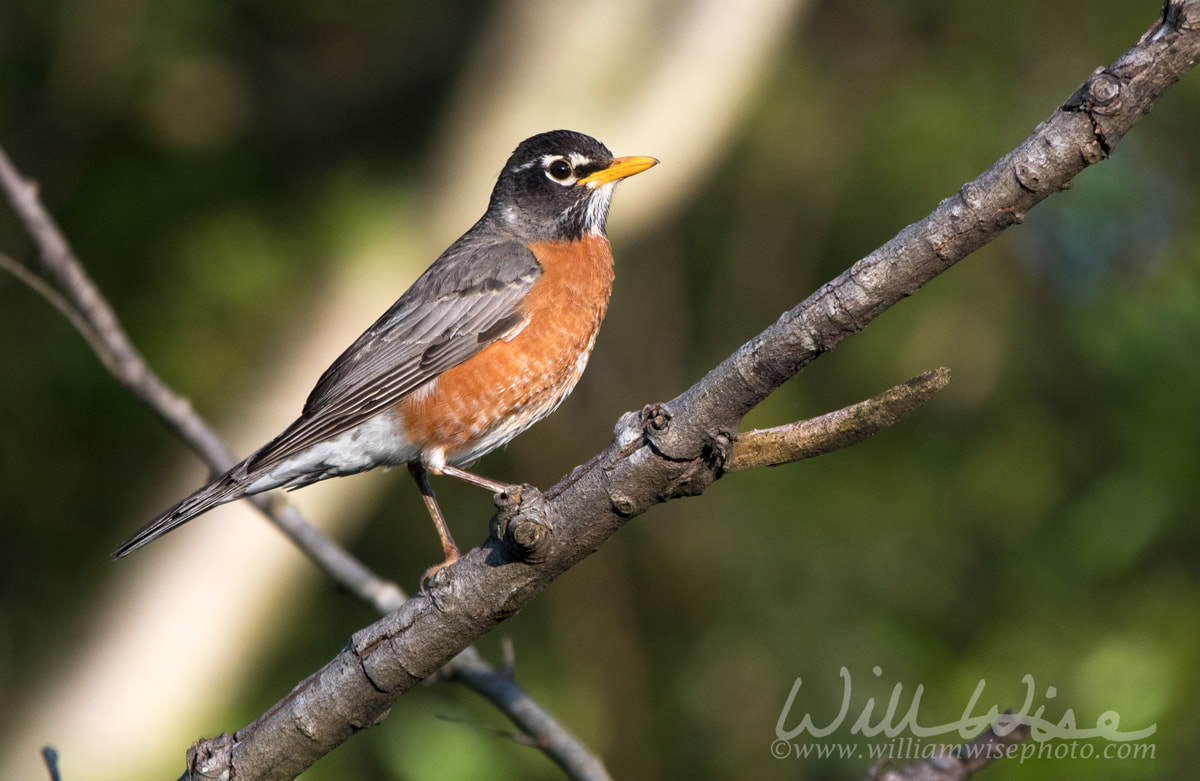 American Robin bird perched on a tree in Georgia Picture