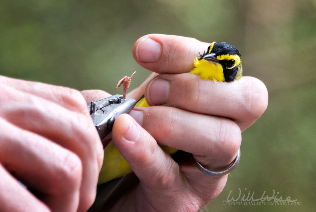 Kentucky Warbler bird banding Picture