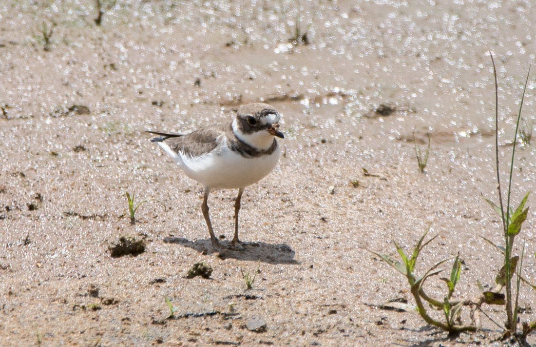 Semipalmated Plover Picture