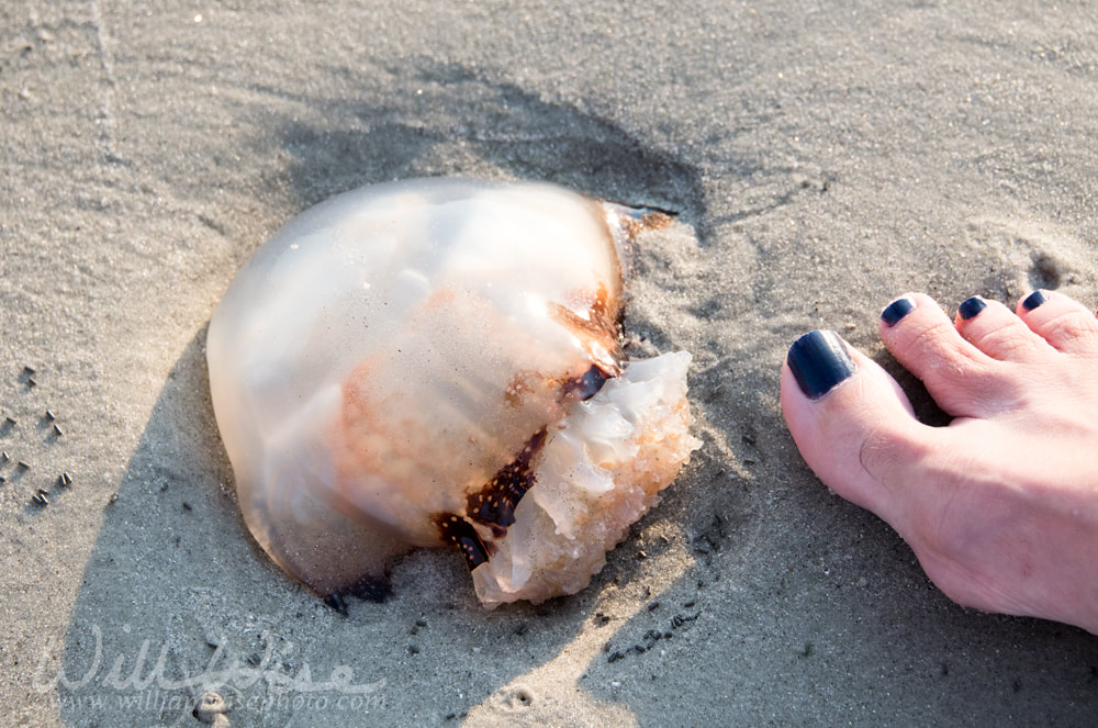 Cannonball Jellyfish washed up on Hilton Head Island BeachPicture