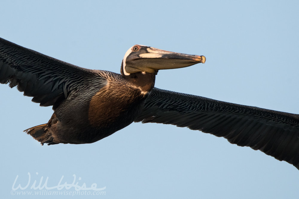 Brown Pelican in flight, Hilton Head Island beach, South Carolina Picture