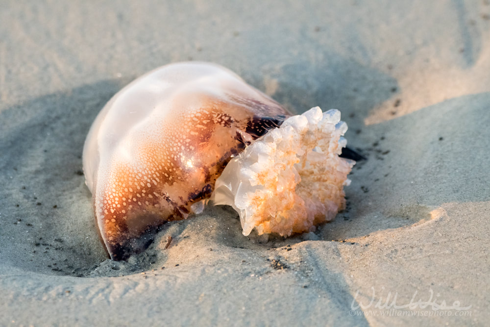 Cannonball Jellyfish washed up on Hilton Head Island Beach Picture
