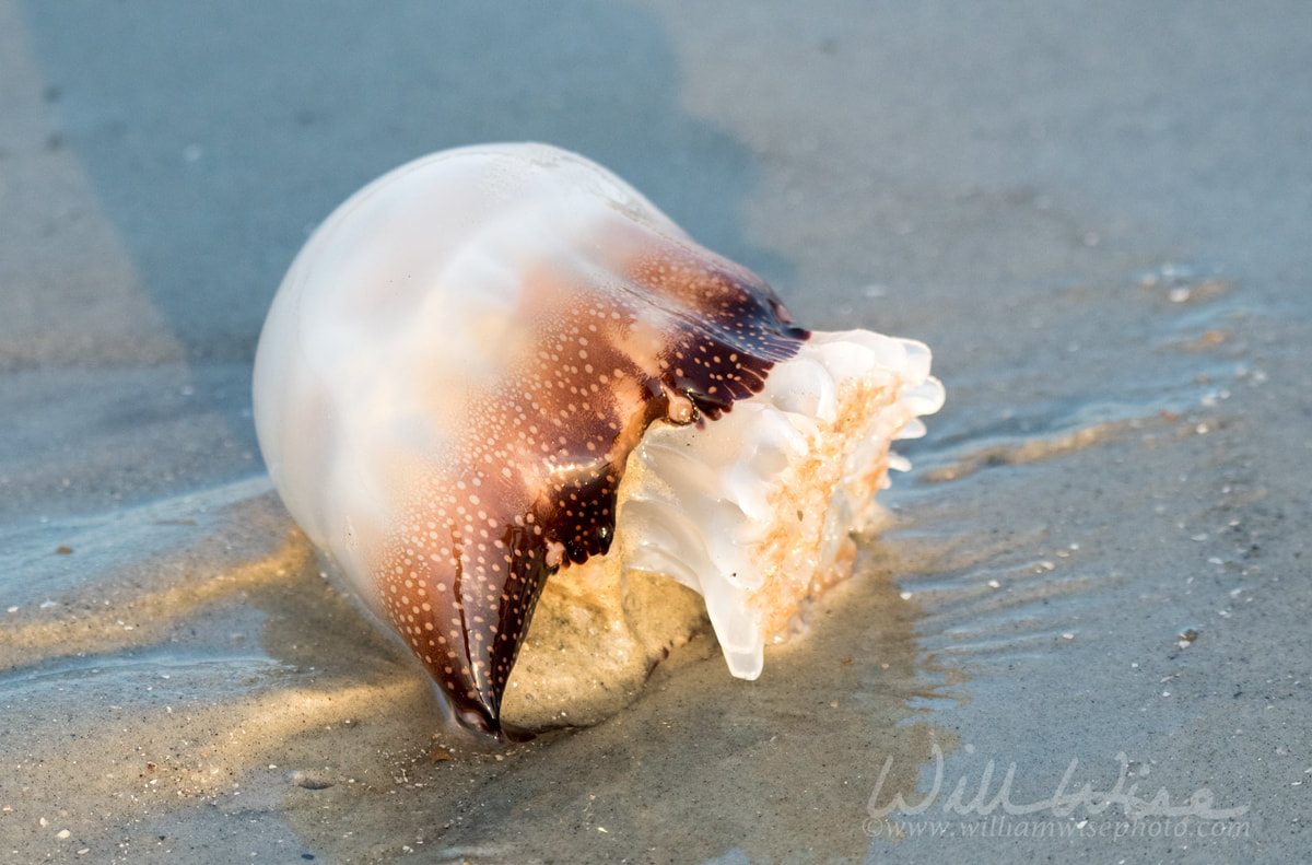 Cannonball Jellyfish Hilton Head Picture