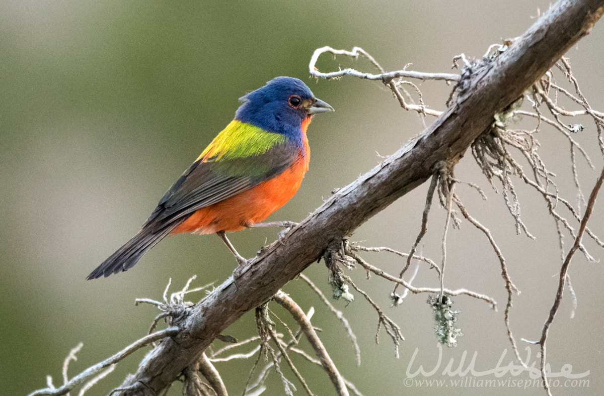 Painted Bunting Picture