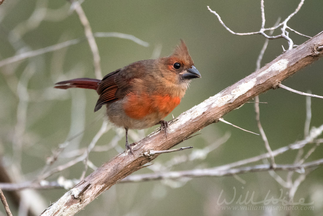 Northern Cardinal, Pickney Island Wildlife Refuge, South Carolina Picture