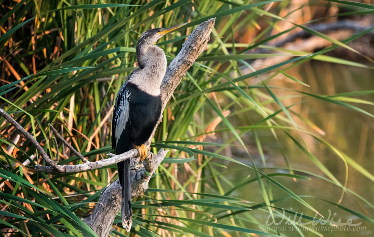 Anhinga darter bird, Pickney Island Wildlife Refuge, South Carolina Picture