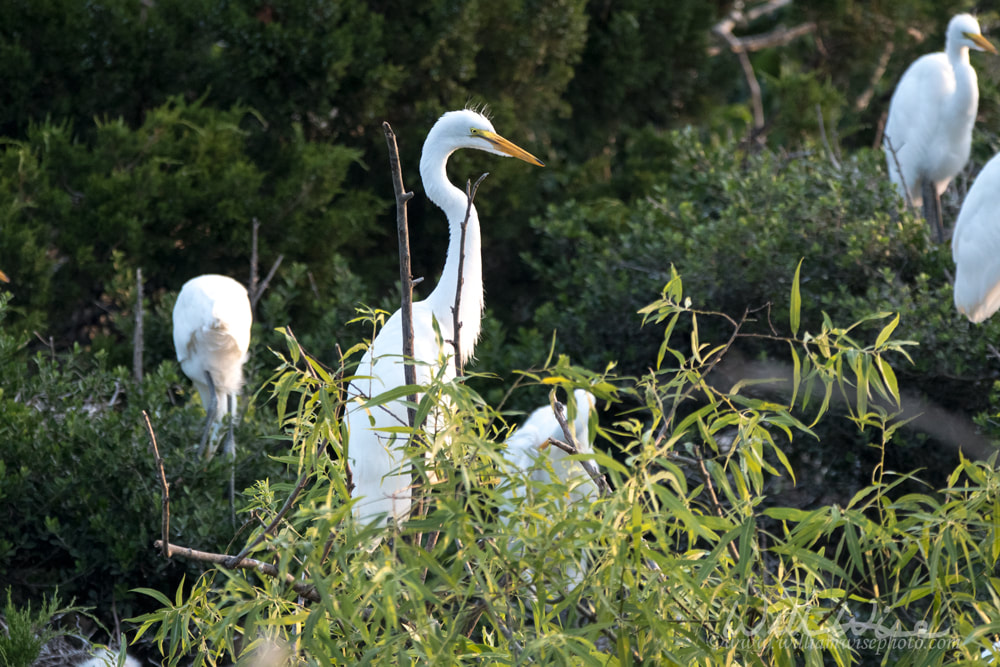 Egret and Heron Rookery Picture
