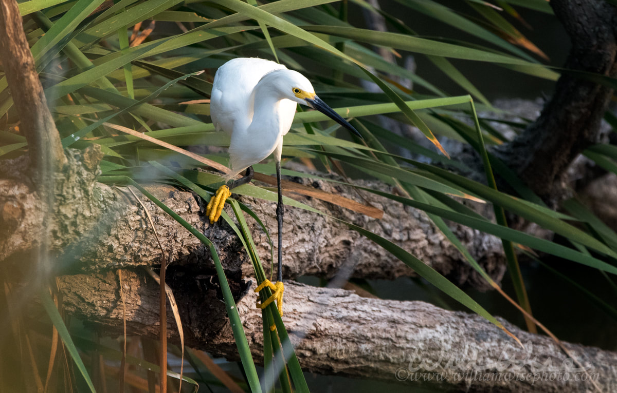 Snowy Egret, Pickney Island Wildlife Refuge, South Carolina Picture