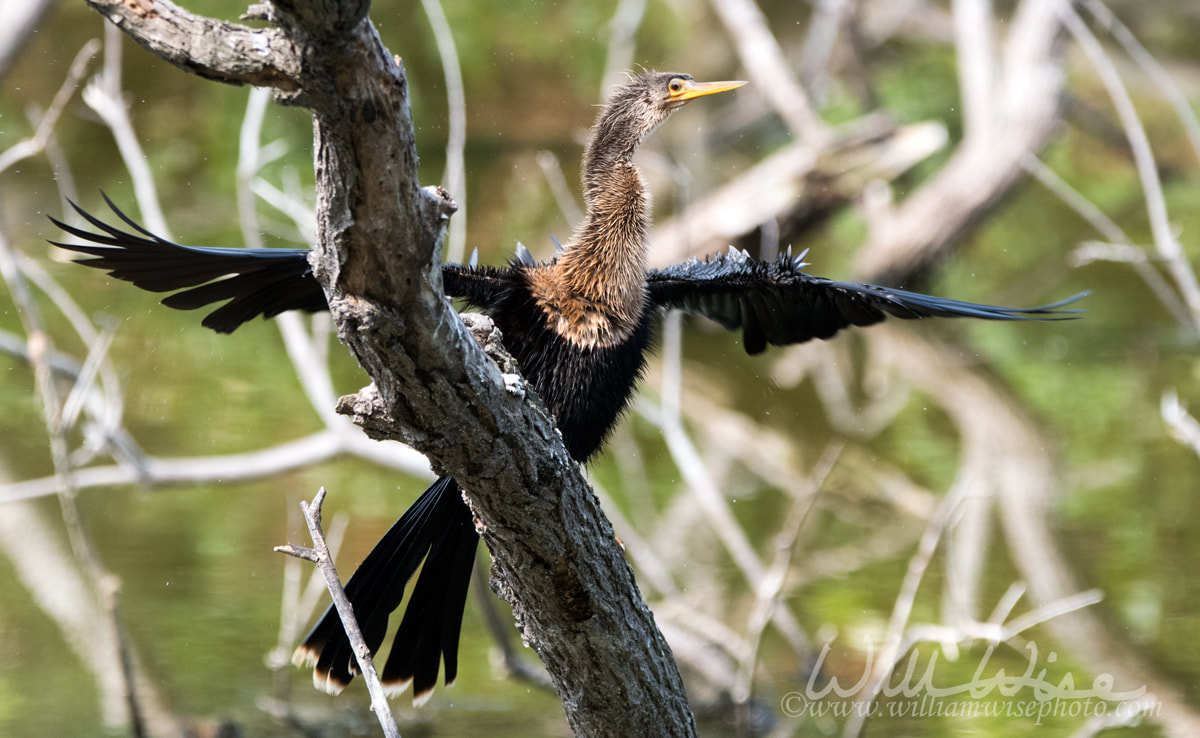 Anhinga sunning with wings spread, Pickney Island Wildlife Refuge Picture