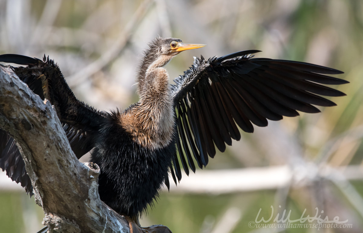 Anhinga with wings spread Picture