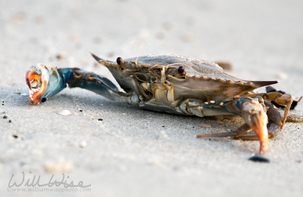 Atlantic Blue Crab on the beach, Hilton Head Island, South Carolina Picture