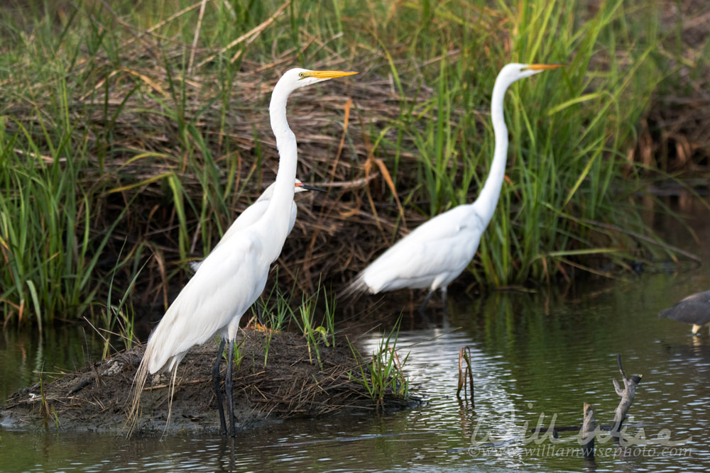 Great Egret in salt marsh Picture