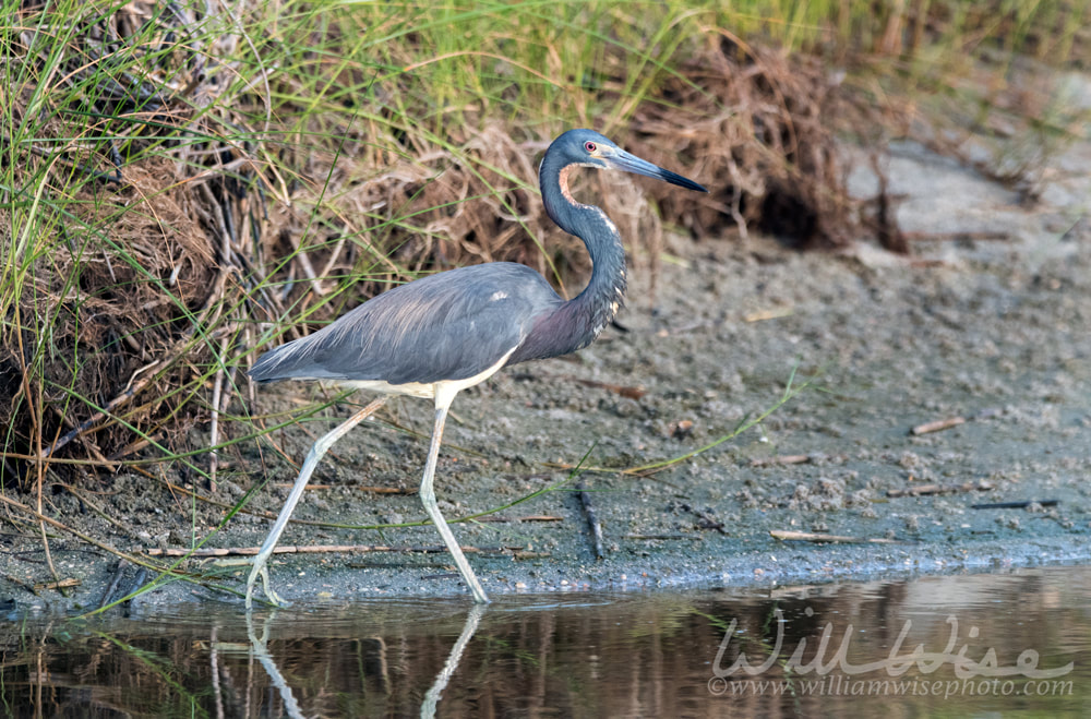 Tricolored Heron wading in tidal salt marsh Picture