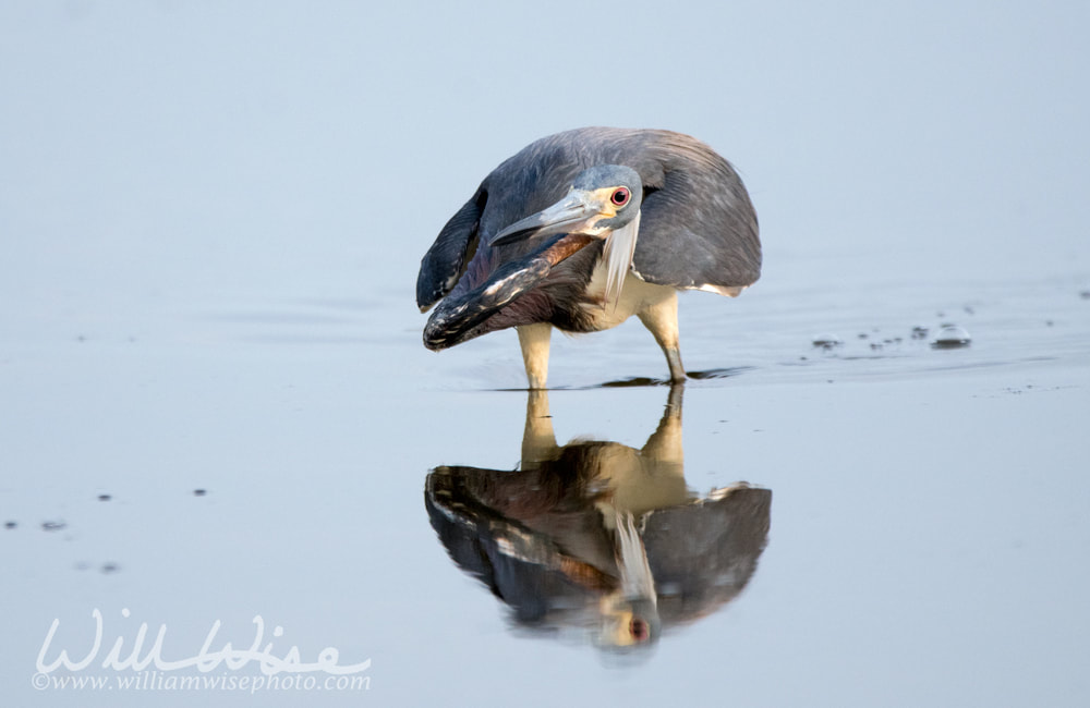 Tricolored Heron wading for fish in tidal salt marsh Picture