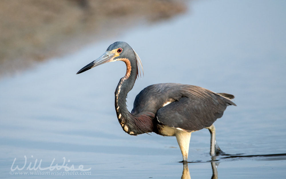 Tricolored Heron wading in tidal salt marsh Picture