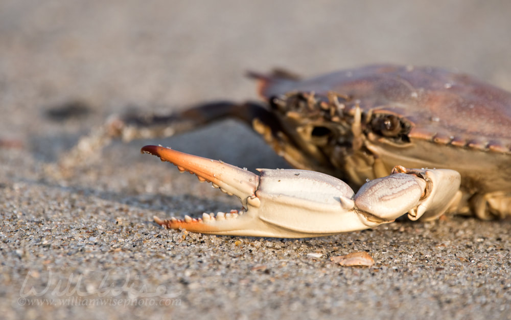 Atlantic Blue Crab Picture