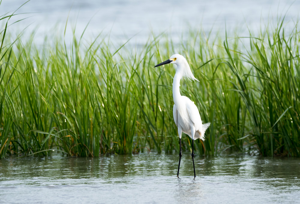 Snowy Egret in salt marsh Picture