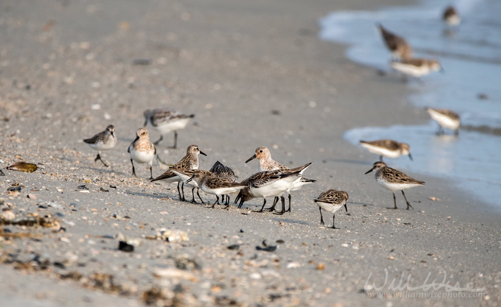 Semipalmated Sandpiper and Sanderling shorebirds on beach Picture