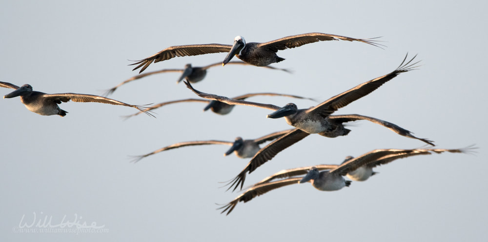 Flock of Brown Pelicans Soaring Picture