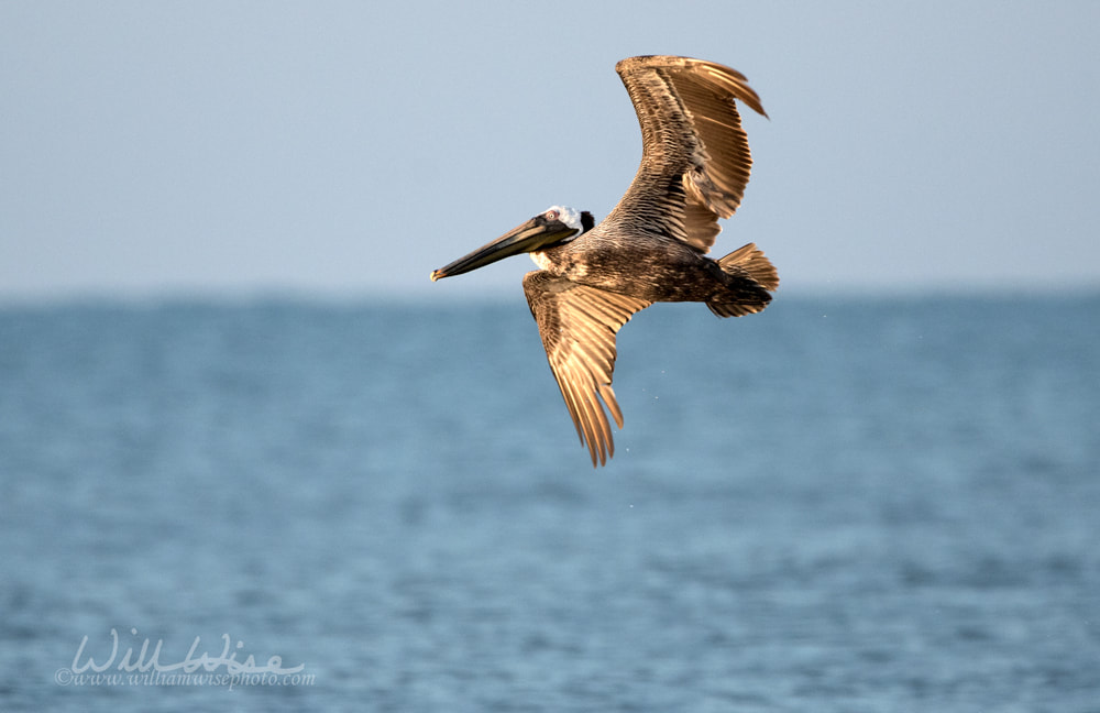 Brown Pelican Picture